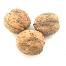 Cheap Price Natural Thin Shell Best Dried Walnut Kernels